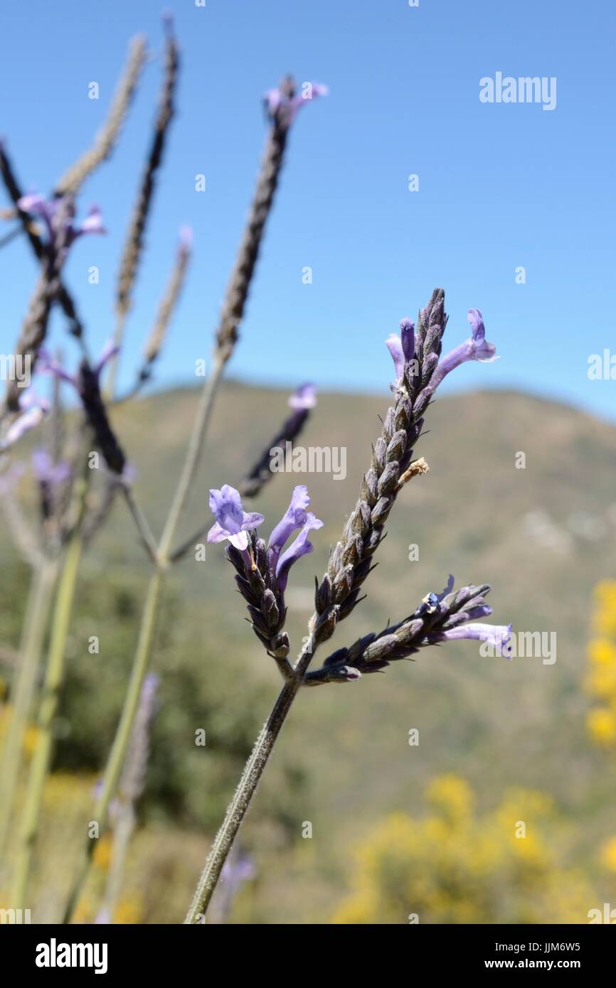 Feuille de fougère vert lavande (Lavandula) minutolii une espèce endémique des Canaries, Gran Canaria, mai. Banque D'Images