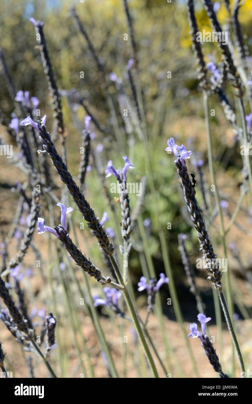 Feuille de fougère vert lavande (Lavandula) minutolii une espèce endémique des Canaries, Gran Canaria, mai. Banque D'Images