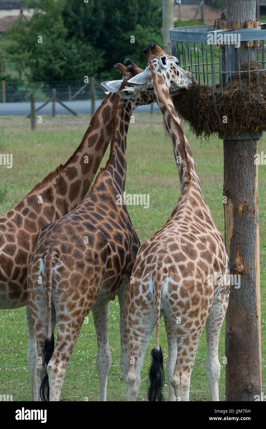 Girafe en captivité Banque D'Images