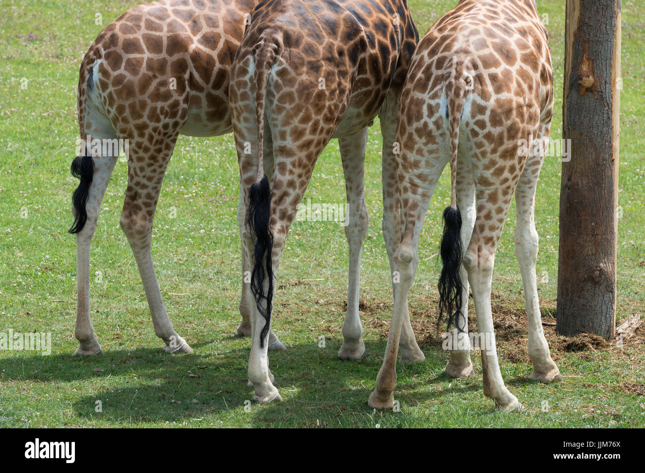 Girafe en captivité Banque D'Images