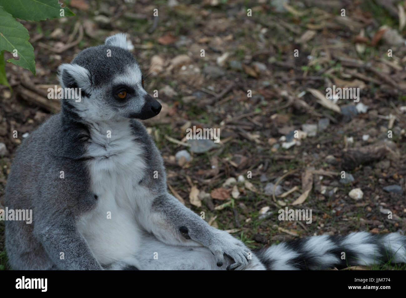 Ring-Tailed Lemur Banque D'Images