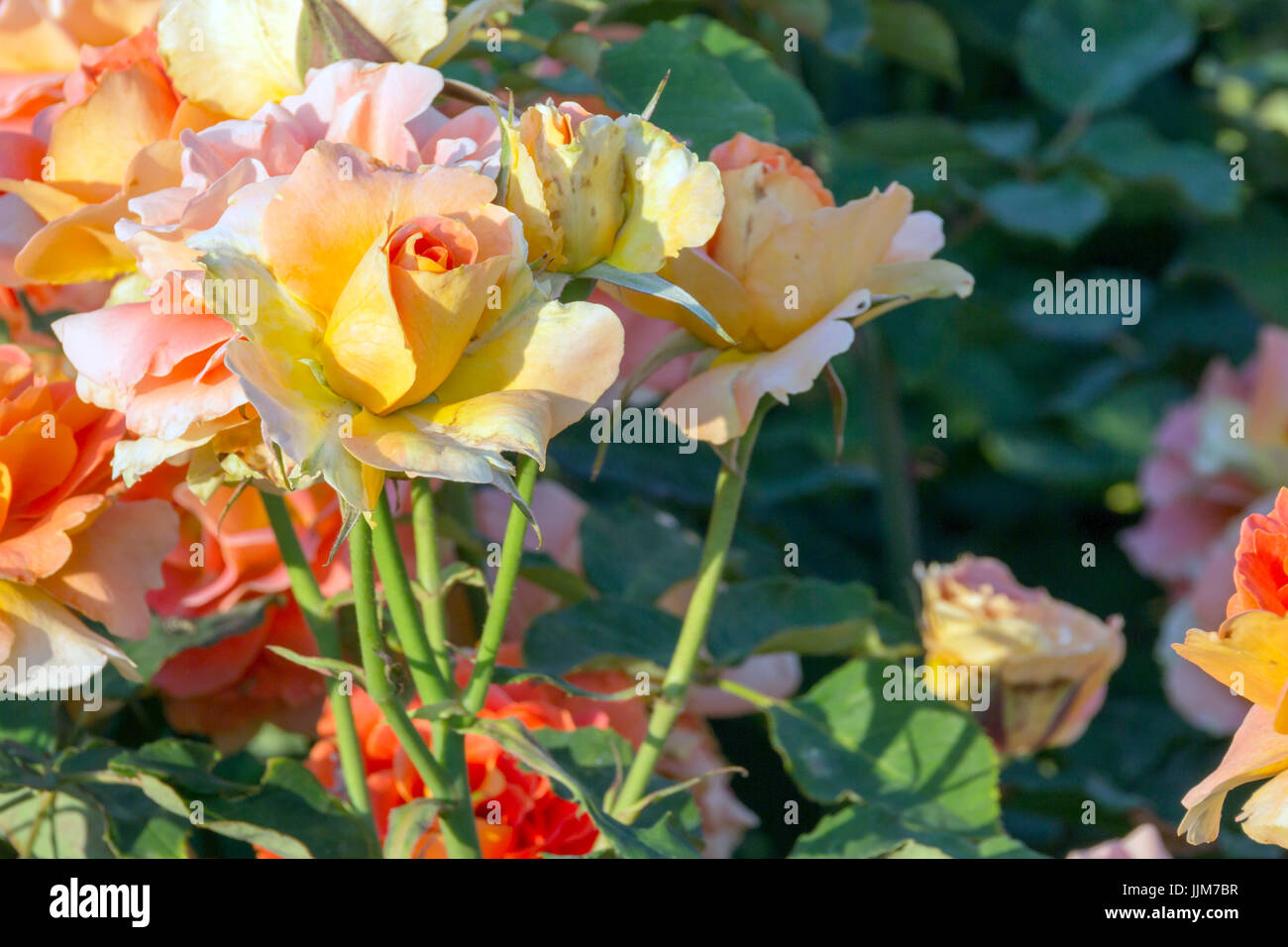 Flores del Parque de las Rosas en Los Angeles, Californie captadas bajo el Fuerte calor de una tarde de verano, sus petalos delicados resisten al sol Banque D'Images