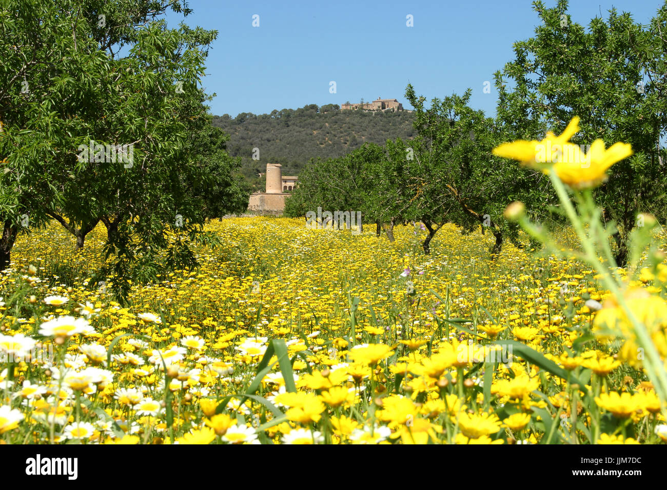 Prairie avec des fleurs jaunes et blanches et la vue d'une colline, Mallorca, Porreres, Montision Banque D'Images