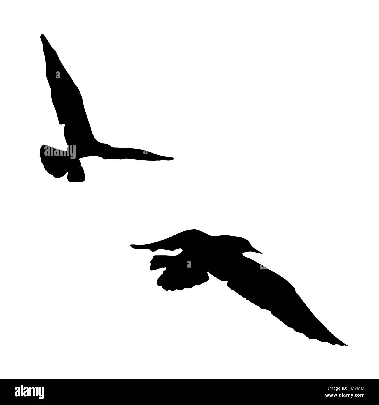 Set - seagull silhouette sur fond blanc collection. Banque D'Images