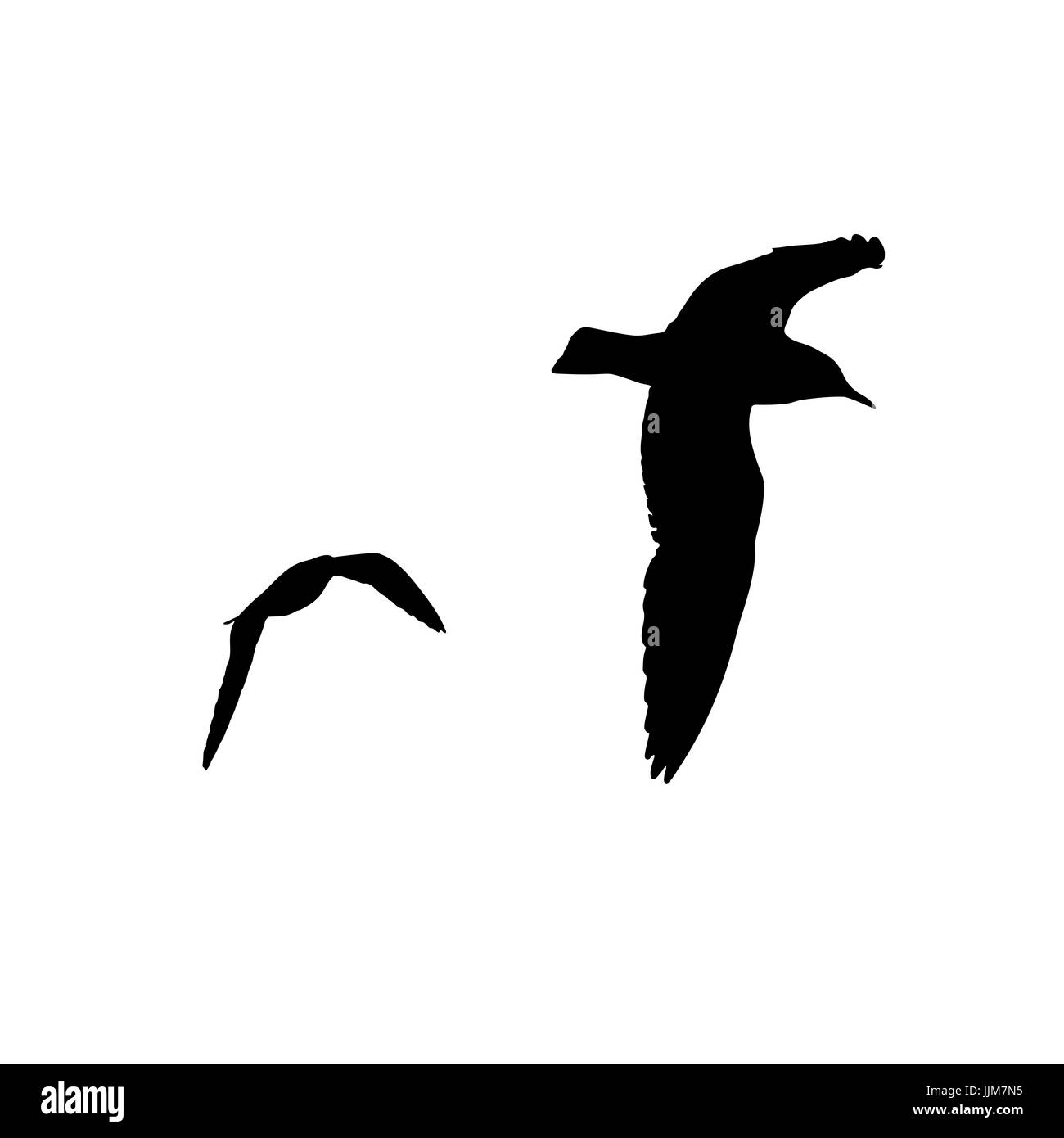 Set - seagull silhouette sur fond blanc collection. Banque D'Images