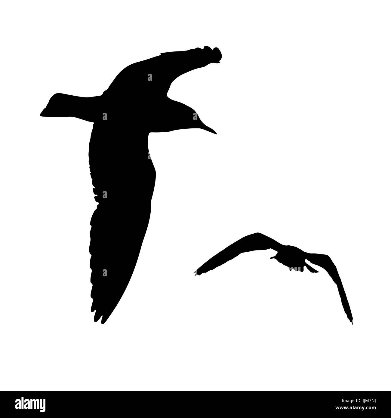 Set - seagull silhouette sur fond blanc collection. Banque D'Images