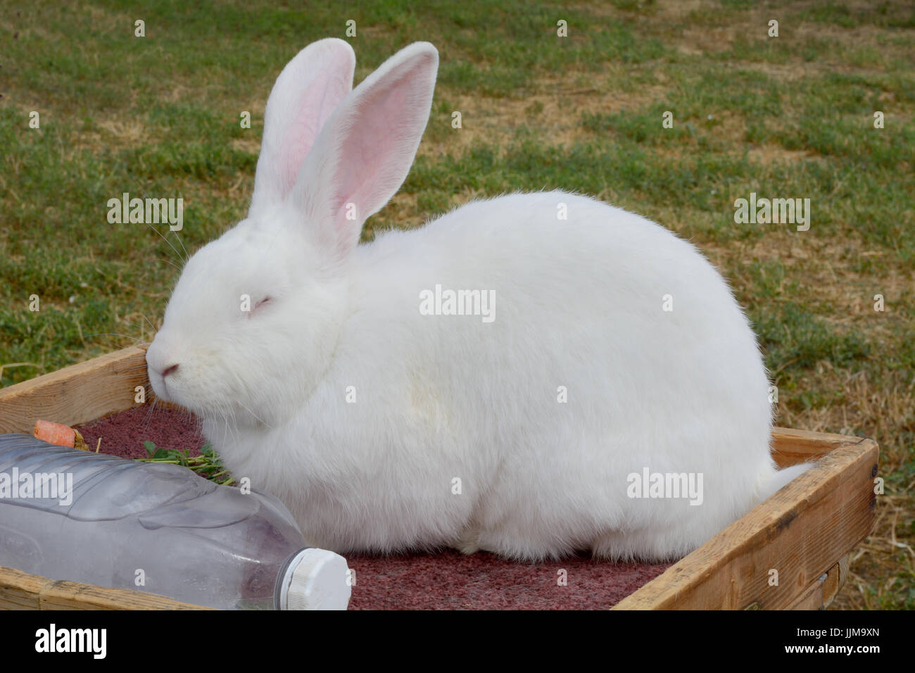 Lapin géant flamand blanc reposant sur chaude journée d'été avec bouteille d'eau congelée pour l'allégement de la chaleur Banque D'Images