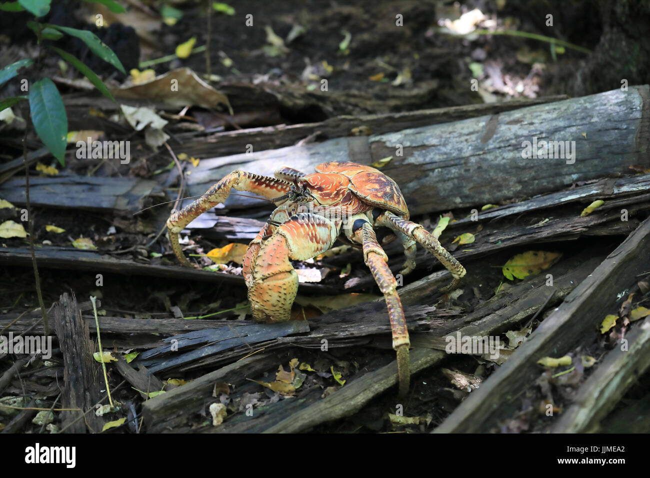 Un seul crabe voleur, ou des crabes de cocotiers, sur l'île de Noël - un territoire australien dans l'Océan Indien Banque D'Images