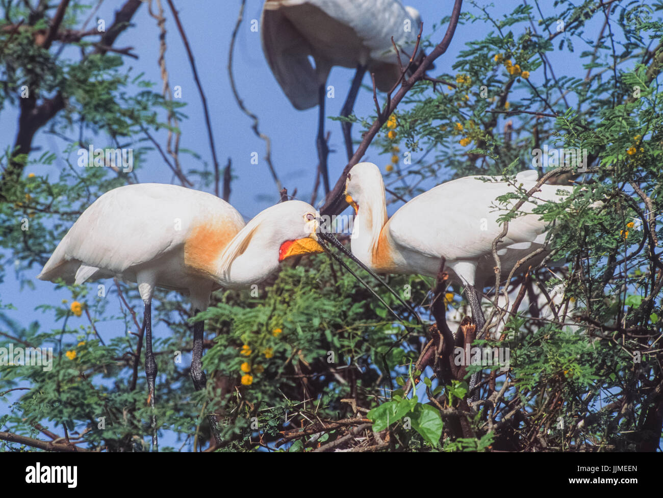 Spatule blanche Spatule blanche commune ou, (Platalea leucorodia), Parc national de Keoladeo Ghana, Bharatpur, Rajasthan, Inde Banque D'Images