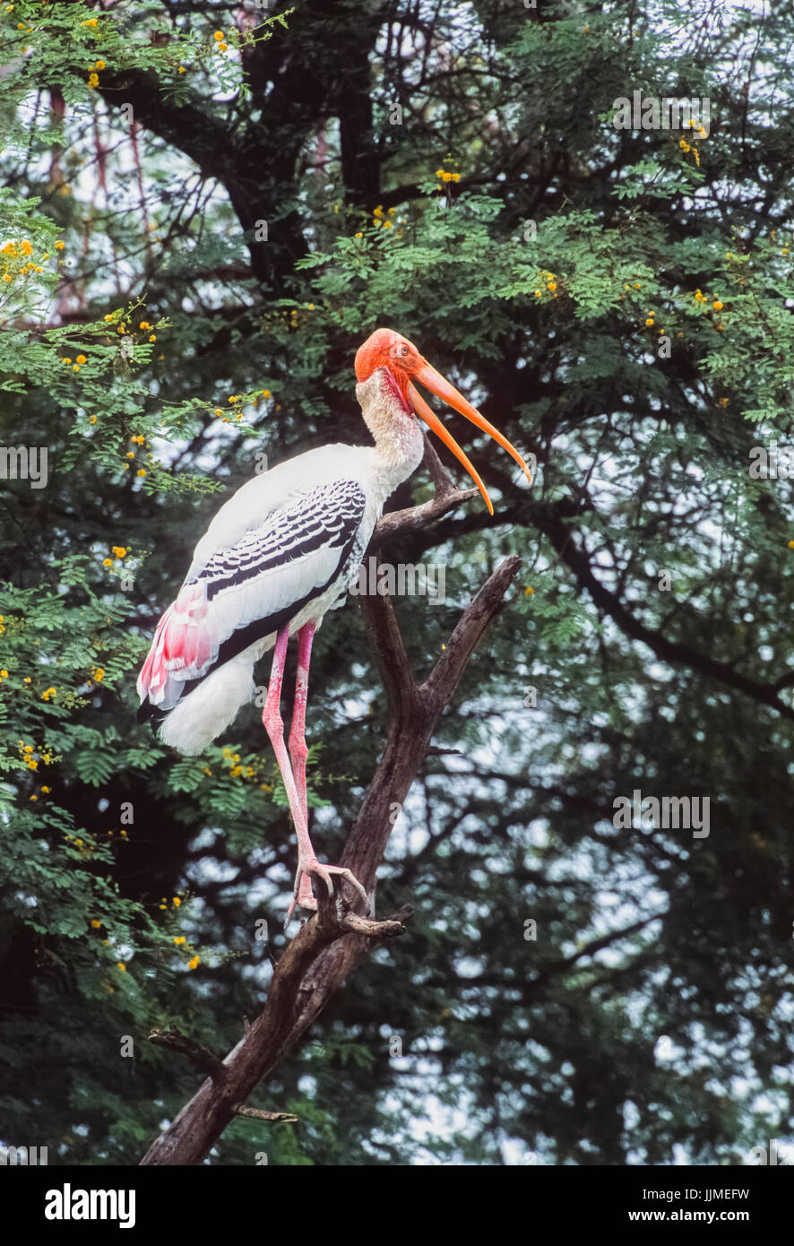 Painted Stork (Mycteria leucocephala), de Keoladeo Ghana National Park, Bharatpur, Rajasthan, Inde, Banque D'Images