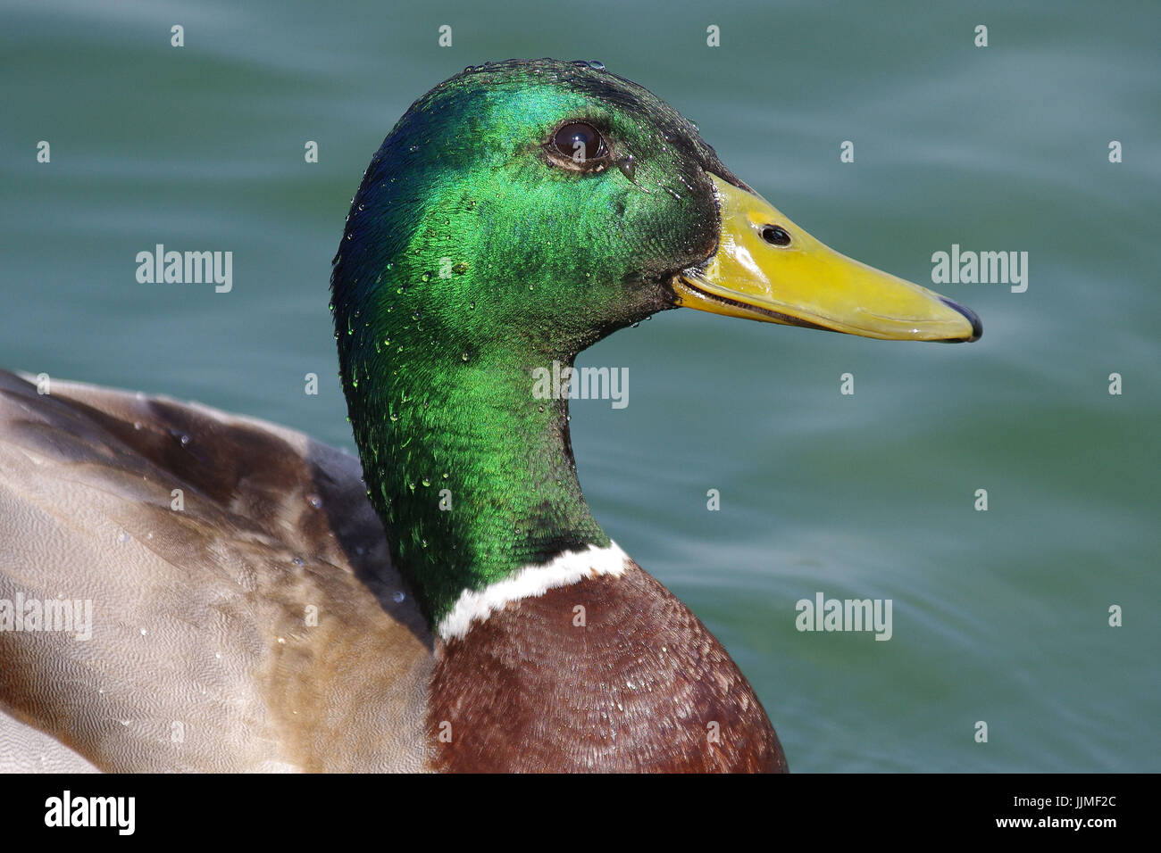 Canard colvert Banque D'Images