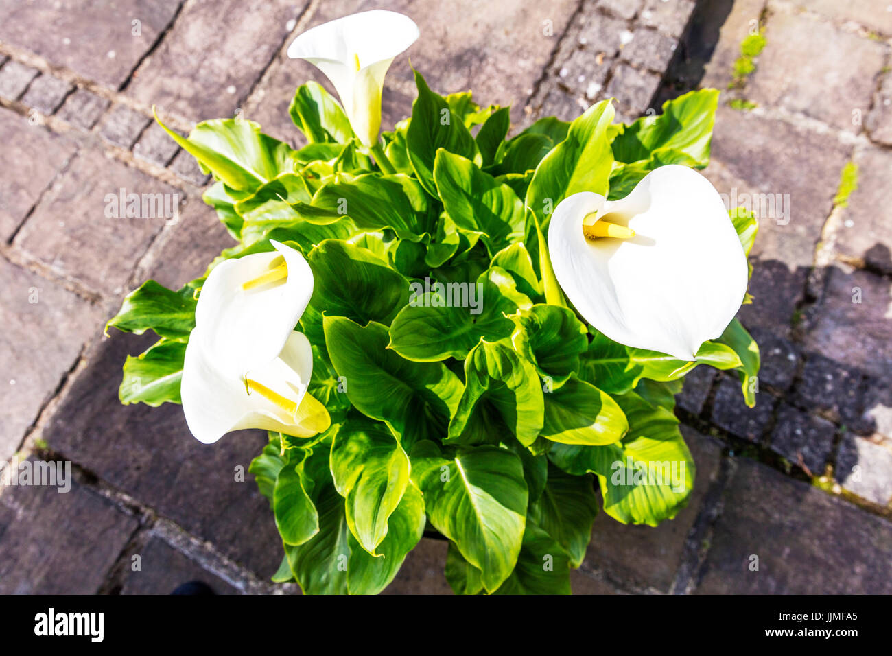 Lily la paix ; fleur ; spathe Araceae Spathiphyllum sp, la paix ; lis de la  paix, la paix, fleur de lys lily floraison, plante, lily la paix, fleur,  feuilles Photo Stock - Alamy