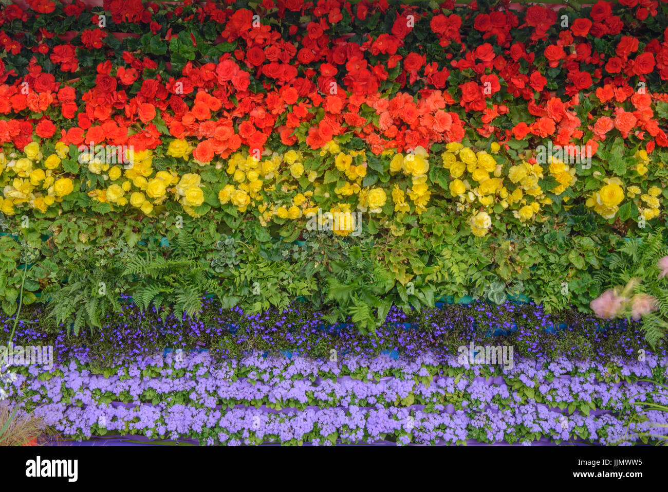 Drapeau arc-en-ciel faits à partir de fleurs. Begonia, Lobelia, fougères, et agérate Banque D'Images