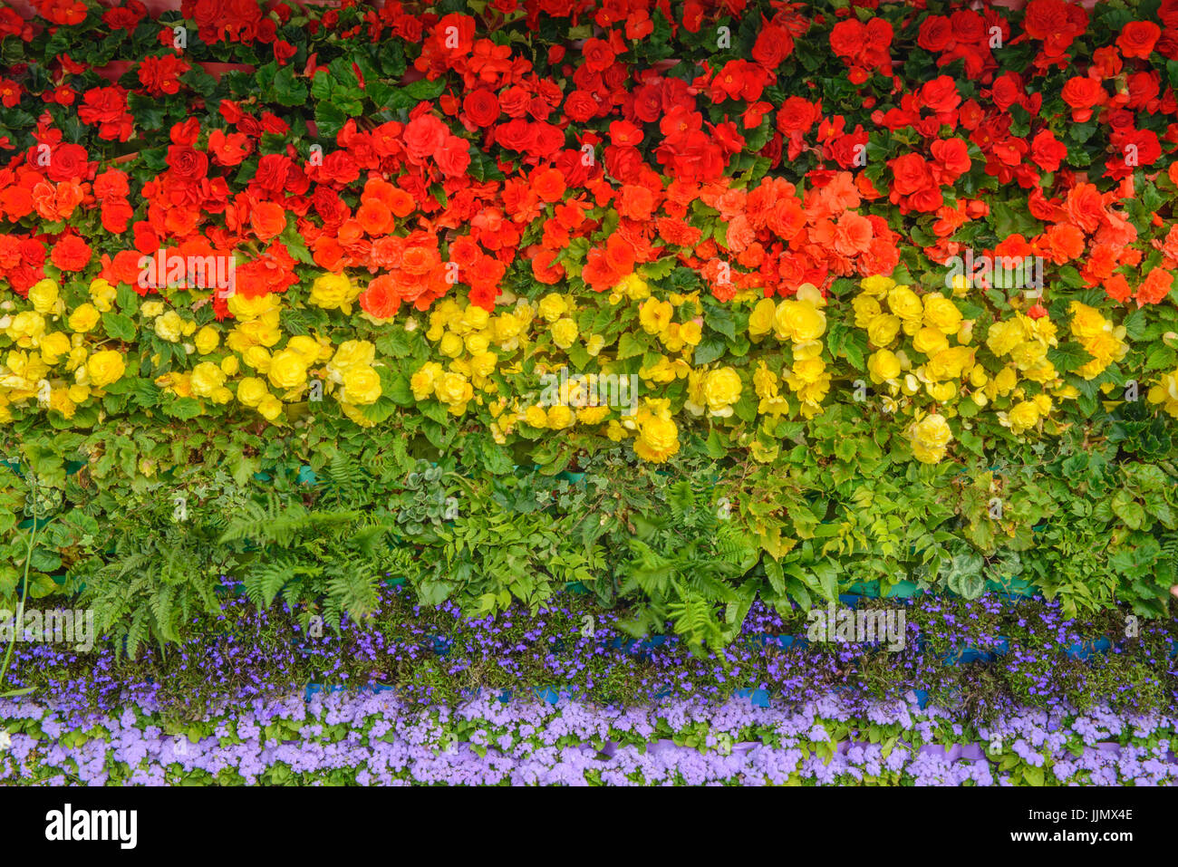 Drapeau arc-en-ciel faits à partir de fleurs. Begonia, Lobelia, fougères, et agérate Banque D'Images