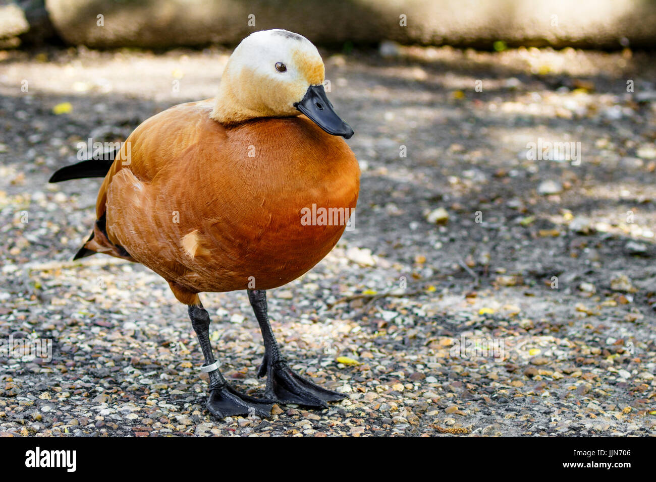 Canard Ruddy Shelduck Banque D'Images