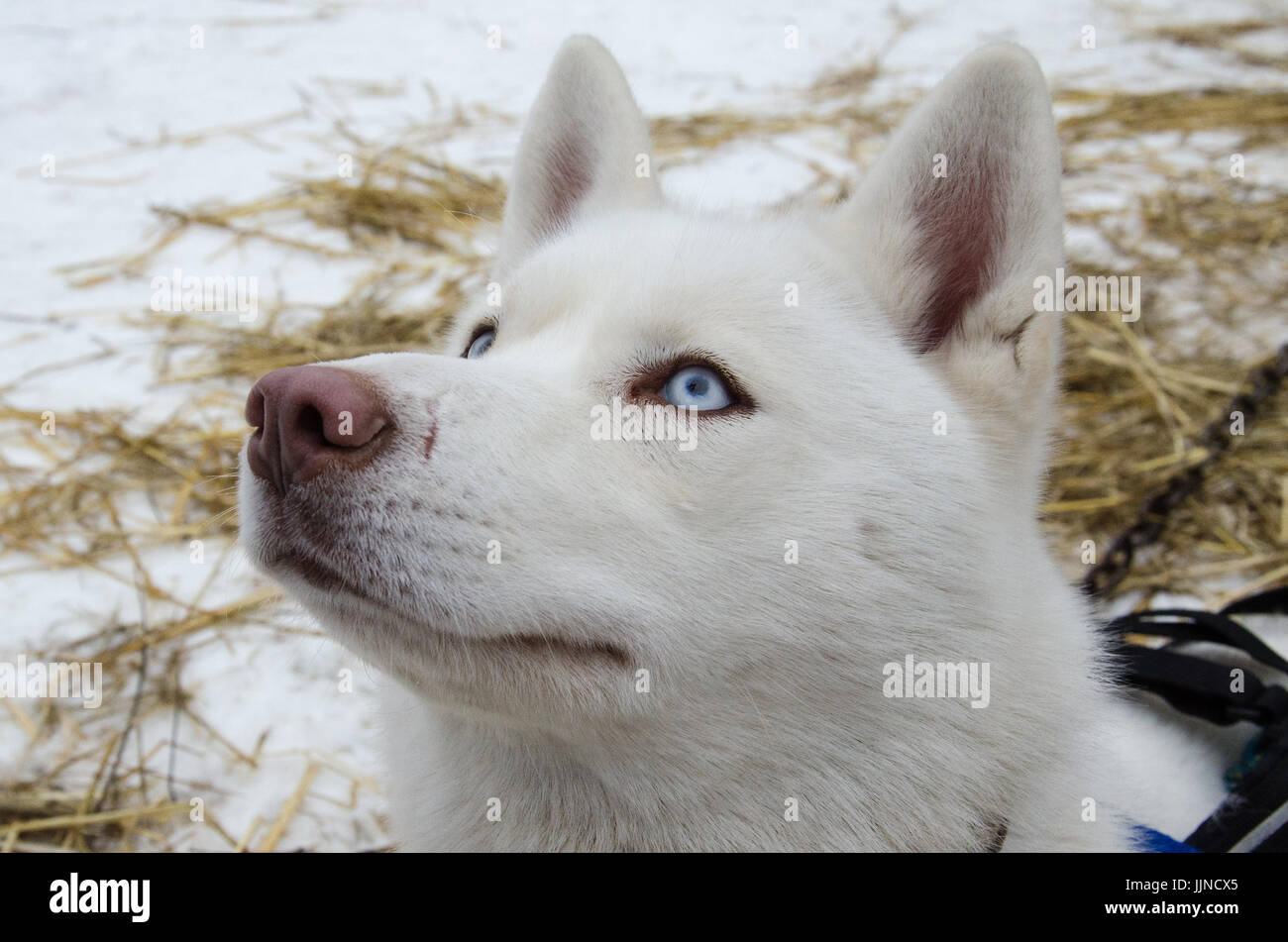 Close up of blue eyed pure white hasky avec nez de chien rose. Arrière-plan flou. Banque D'Images