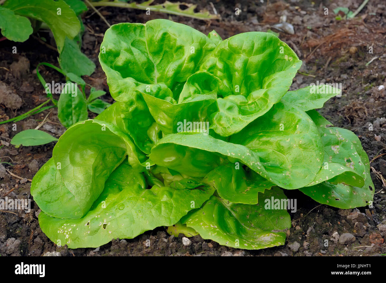 / Laitue (Lactuca sativa var. capitata) | Kopfsalat / (Lactuca sativa var. capitata) Banque D'Images