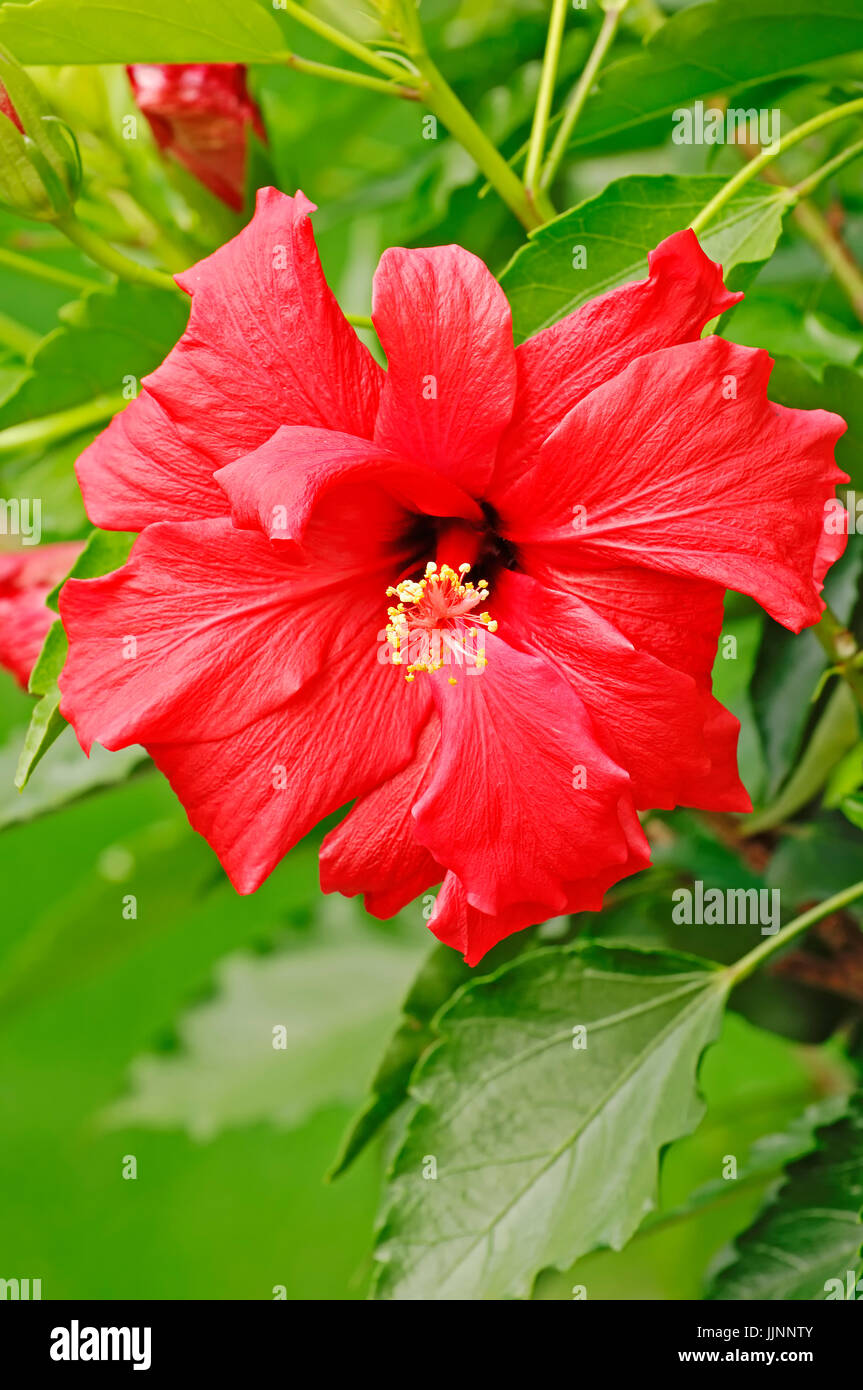 Chinese Hibiscus (Hibiscus / rosa-sinensis) / Chine Rose, Fleur Chaussures | Hibiskus / (Hibiscus rosa-sinensis) Banque D'Images