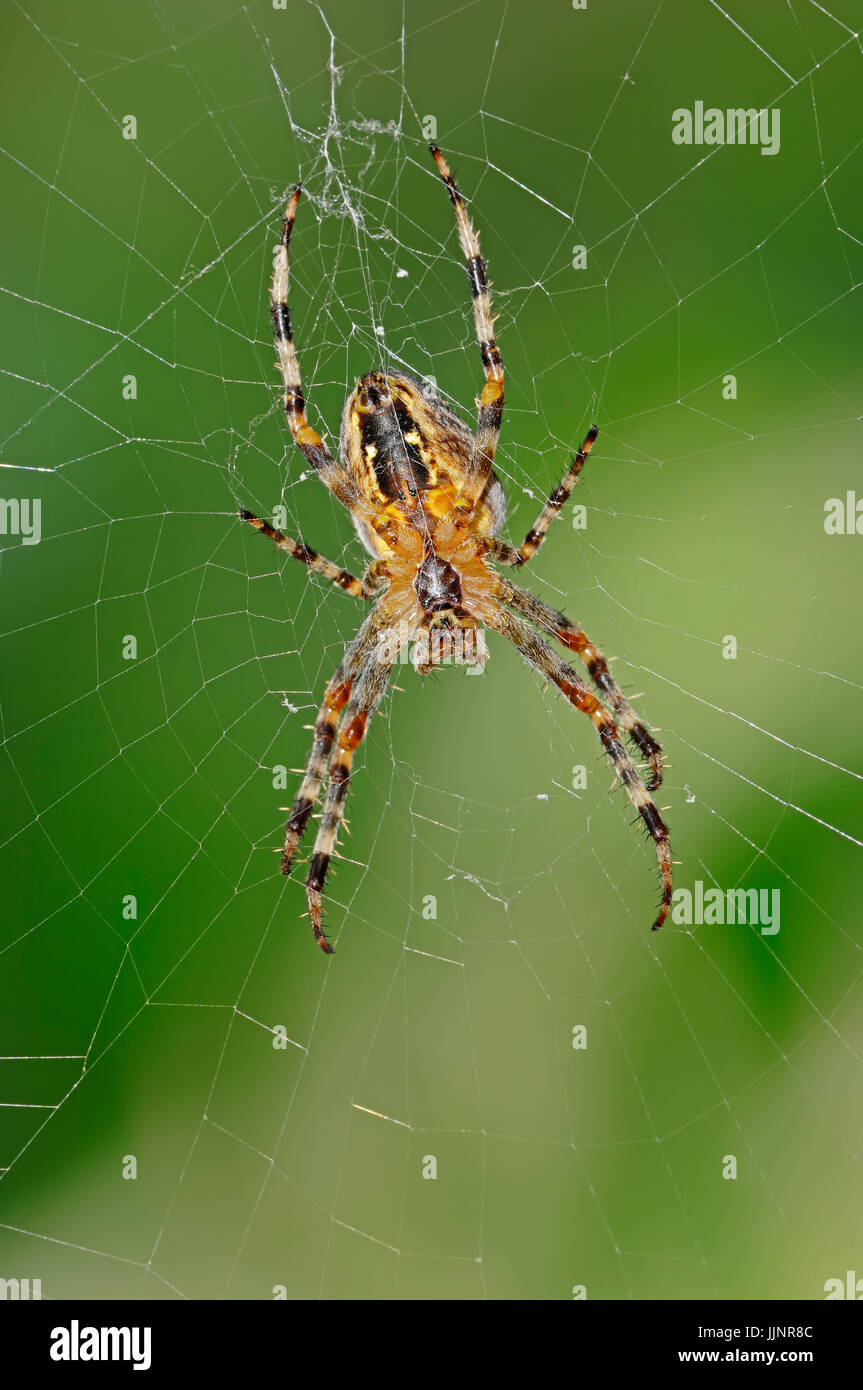 Les araignée dans le web, en Rhénanie du Nord-Westphalie, Allemagne / (Araneus diadematus) / Cross Orbweaver, araignée des jardins | Gartenkreuzspinne im Netz Banque D'Images