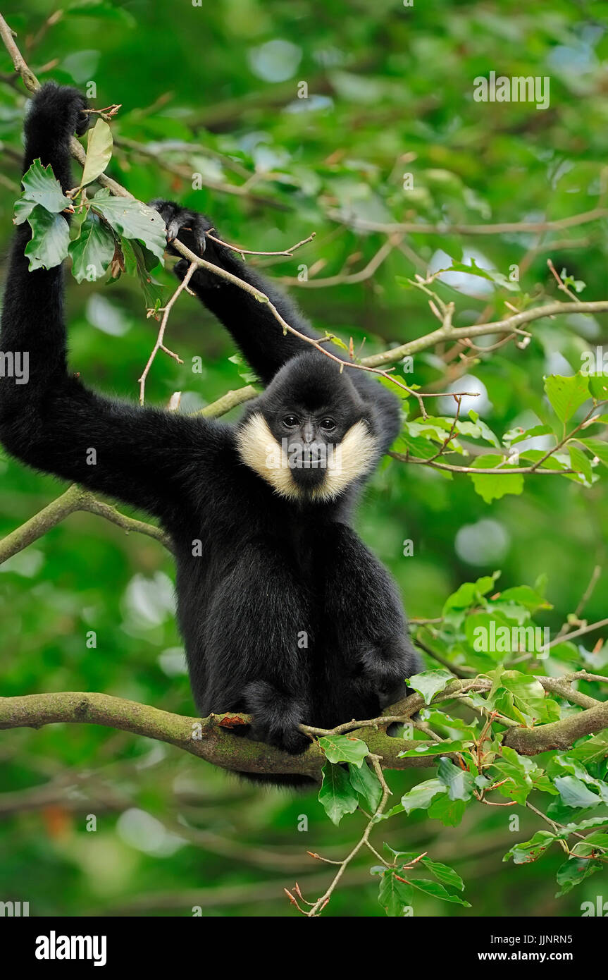 Les jeunes du nord de l'White-cheeked Gibbon (Nomascus leucogenys /, Hylobates concolor leucogenys) | Noerdlicher Weisswangen-Schopfgibbon, Jungtier Banque D'Images
