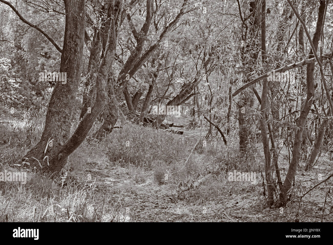 Forêt alluviale sur le front du Danube dans le parc national de Donau-Auen Autriche. Banque D'Images