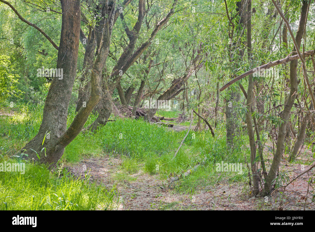 Forêt alluviale sur le front du Danube dans le parc national de Donau-Auen Autriche. Banque D'Images