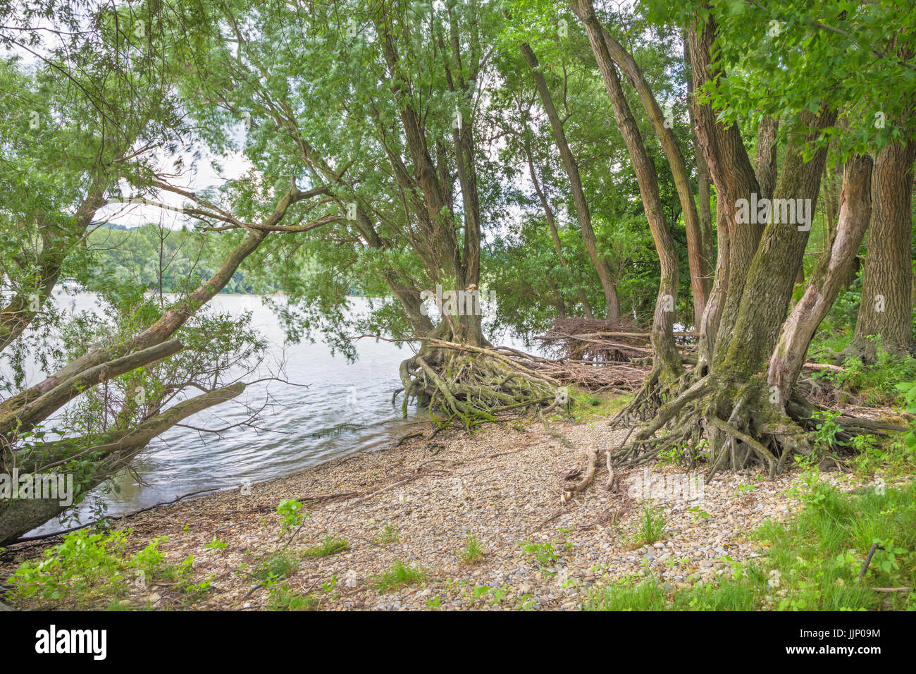 Forêt alluviale sur le front du Danube dans le parc national de Donau-Auen Autriche. Banque D'Images