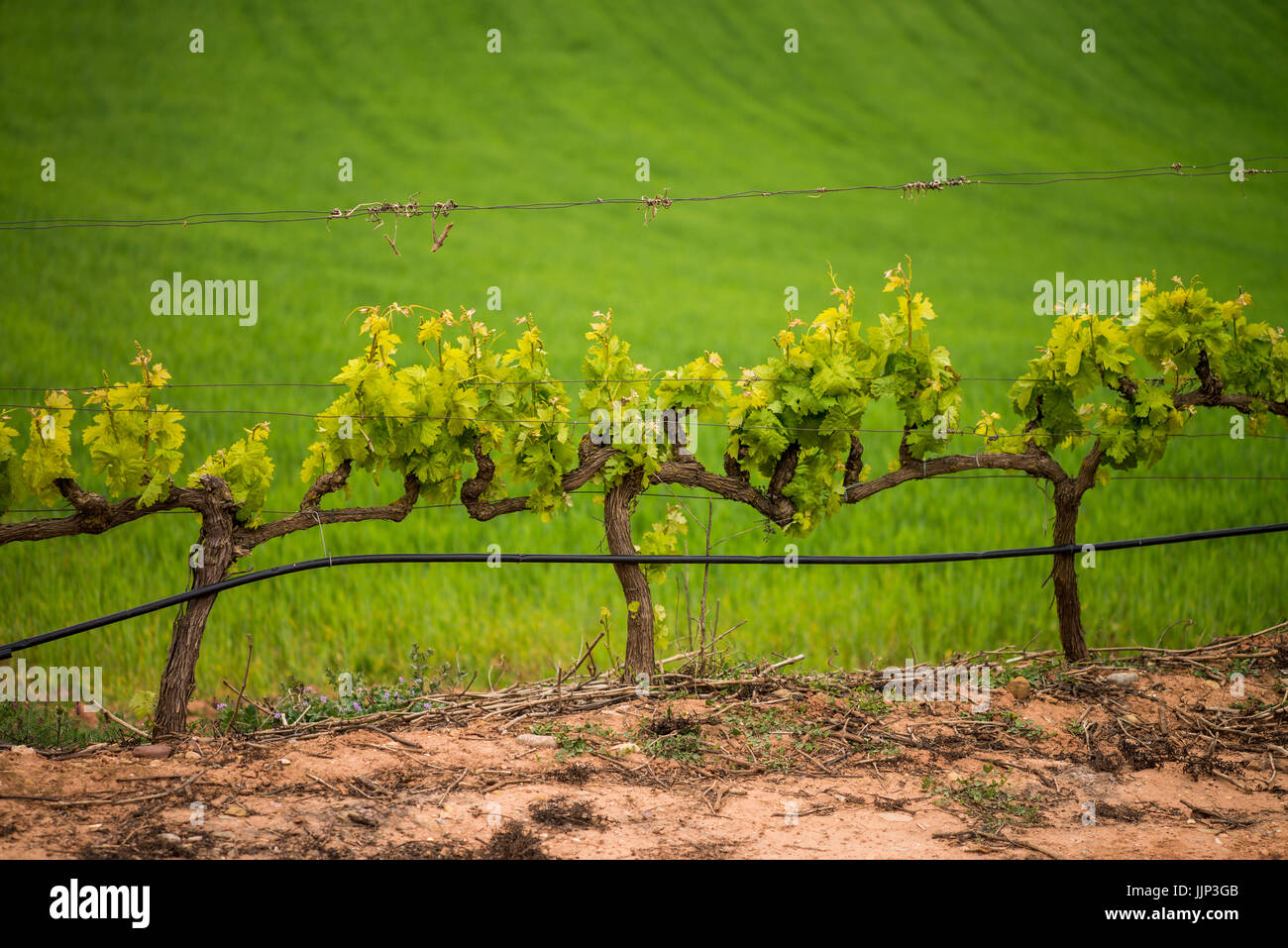 Vignoble près de la Navarrete, la Rioja, Espagne. Camino de Santiago. Banque D'Images