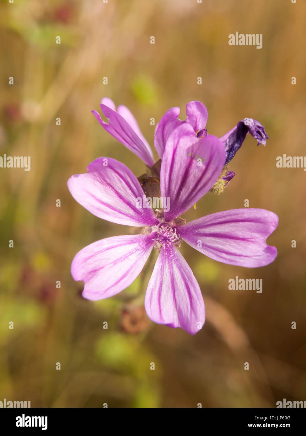 Close up pétales d'une fleur mauve commune ; Essex ; UK Banque D'Images