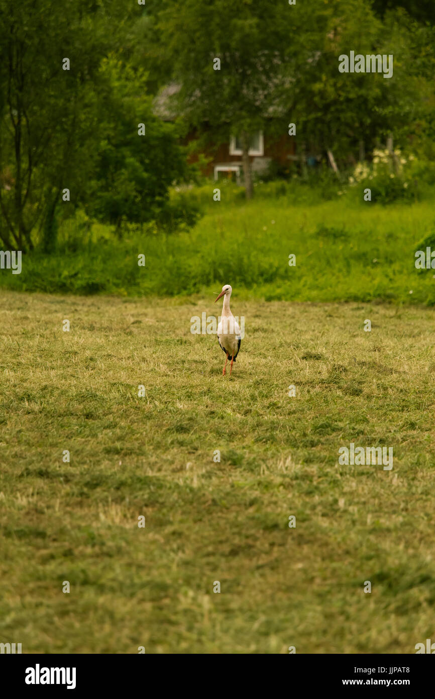 Une belle cigogne blanche à se nourrir dans un pré près de maison de campagne. Paysage rural. Banque D'Images