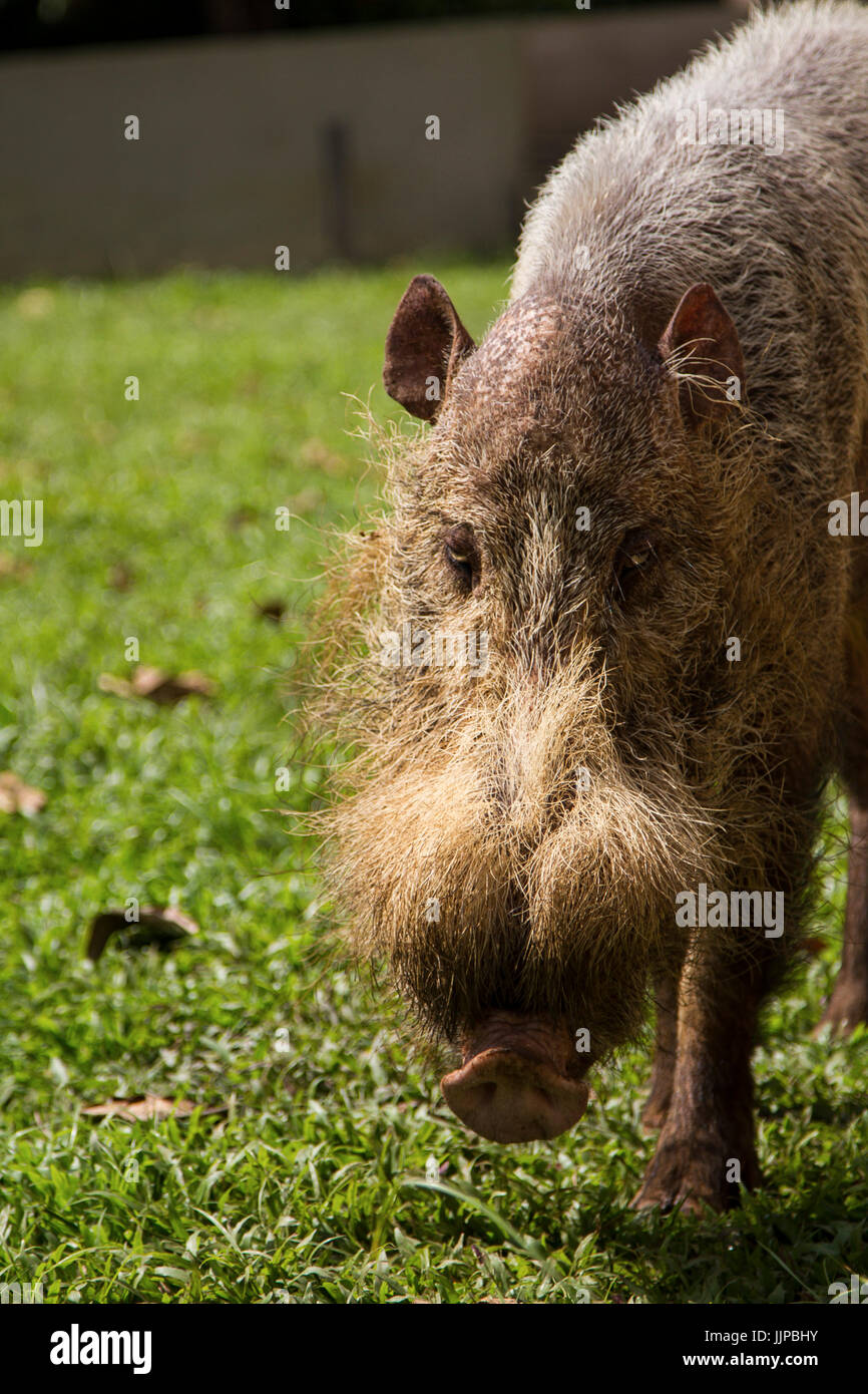 Cochon barbu de Bornéo en Malaisie, le parc national de Bako Banque D'Images