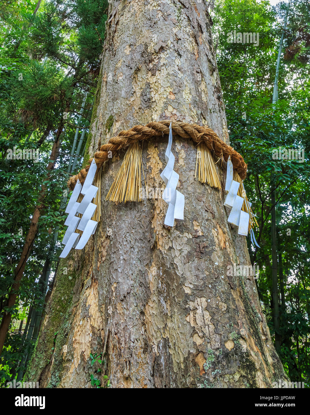 Arbre généalogique divine (Shinboku en japonais) à Ujikami-jinja à Kyoto, Japon Banque D'Images