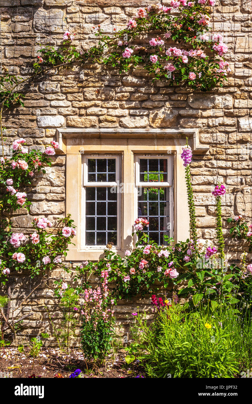 Maison en pierre de Cotswold/de fenêtres à meneaux et vitraux et rosiers grimpants. Banque D'Images