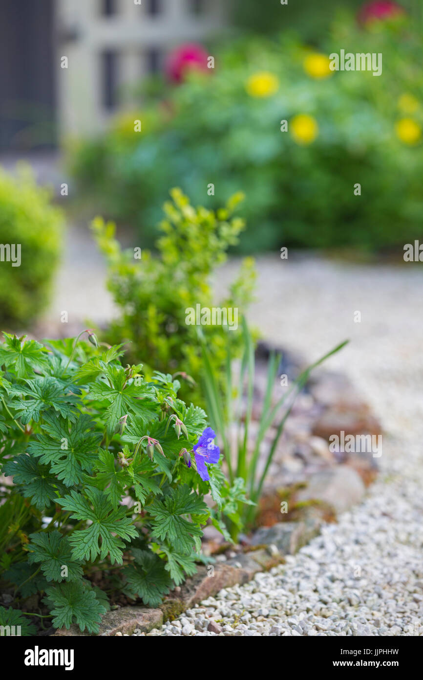 Géranium bleu fleurs dans un jardin de chalet au Pays de Galles. Banque D'Images
