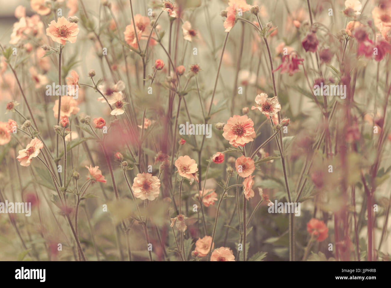 Hauteur des fleurs orange. Geum totalement la mandarine. Banque D'Images Hauteur des fleurs orange. Geum totalement la mandarine. Banque D'Images
