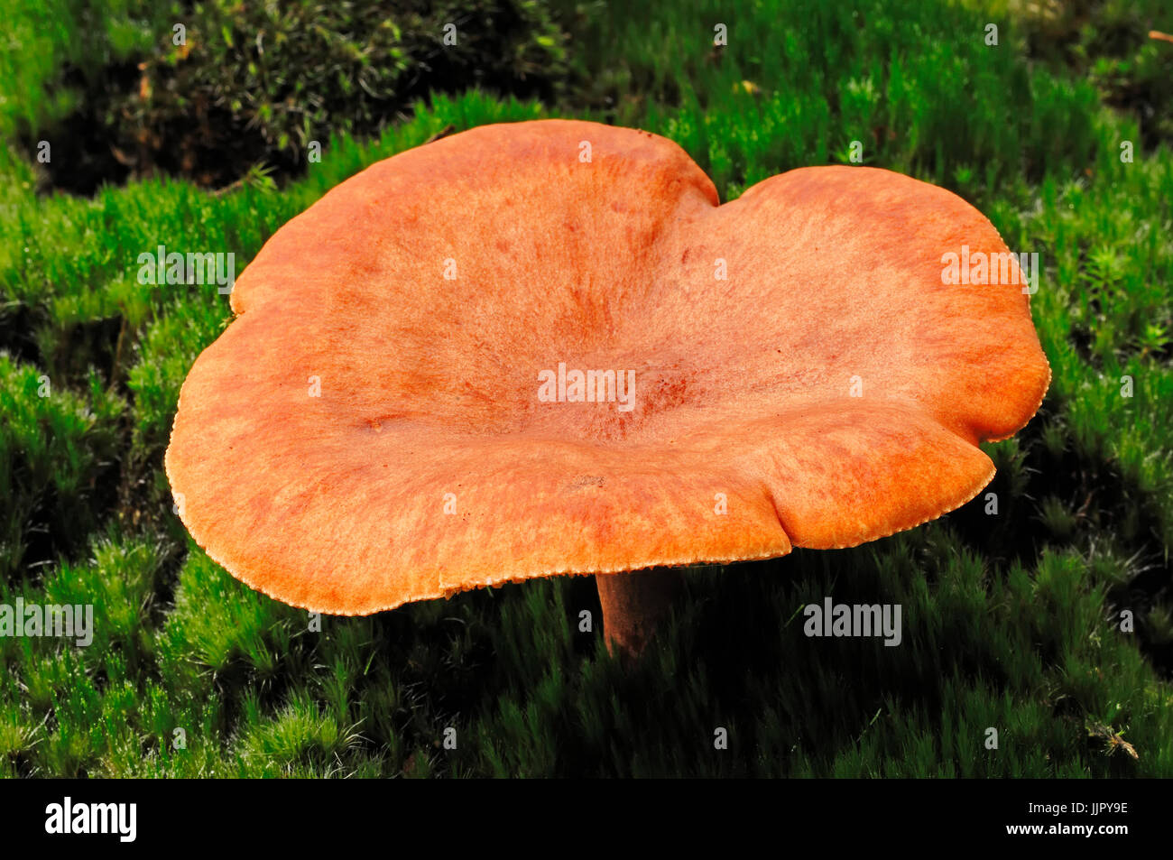 Le bouchon de lait, Rhénanie du Nord-Westphalie, Allemagne / (Lactarius rufus) / Milkcap Roux Banque D'Images