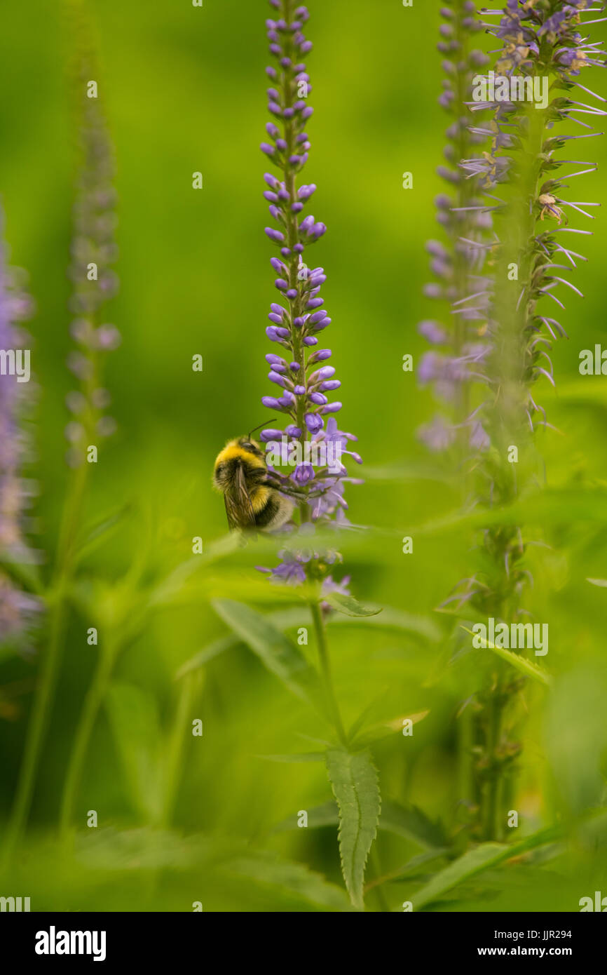 Une belle bumblebee venant butiner fleur bleue dans une prairie d'été. Gros plan animé paysage. Banque D'Images