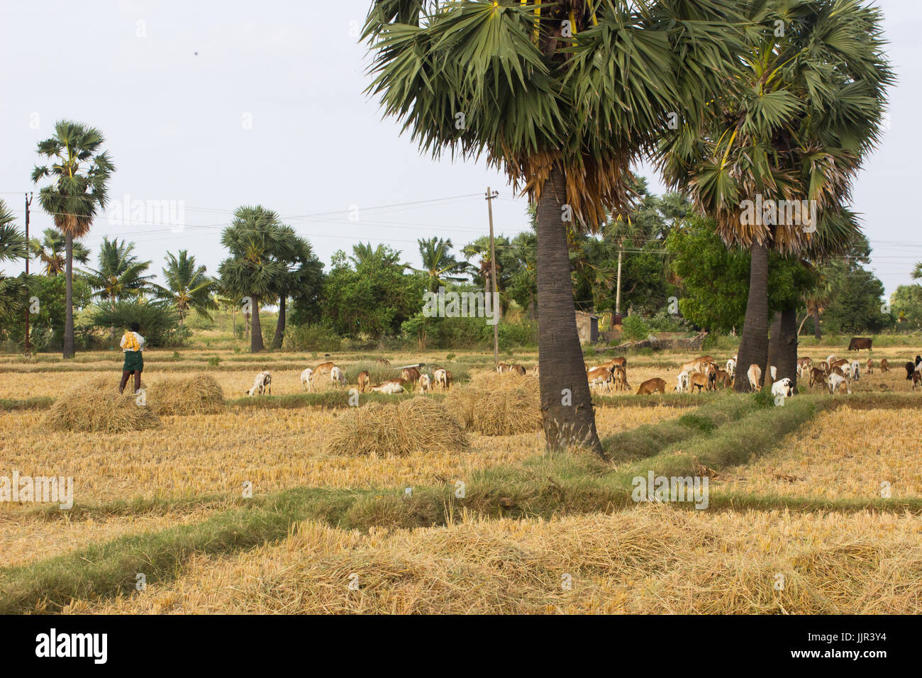 Champ de riz dans le Tamil Nadu, en Inde. Banque D'Images