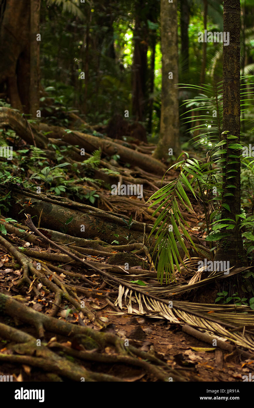 Jungle tropicale chemin forestier fortement couverte de racines d'arbres mène à la distance. Banque D'Images