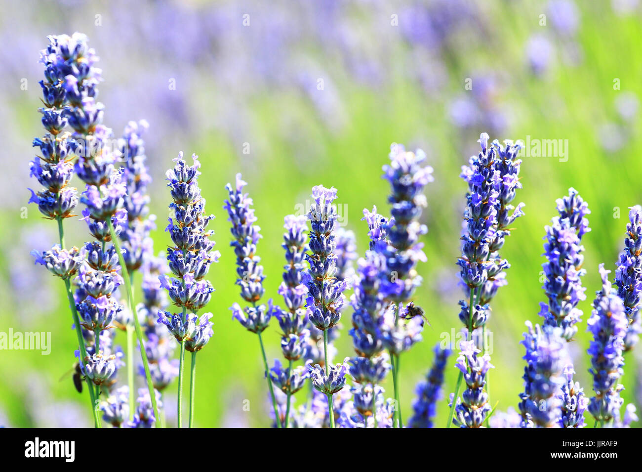 Abeille sur lavande Banque D'Images