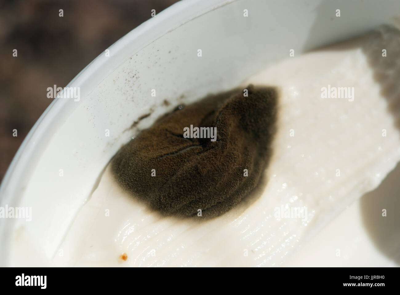 La moisissure noire sur le fromage à la crème Banque D'Images