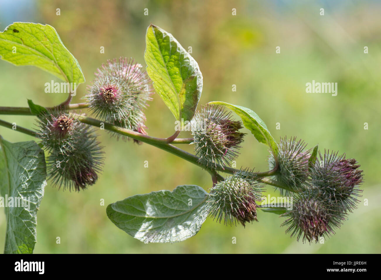 La bardane, Arctium minus moindre, fleurs de mourir et produisant des graines couvert de petits crochets velcro comme ce qui aide à la dispersion dans la fourrure des animaux, Jan Banque D'Images