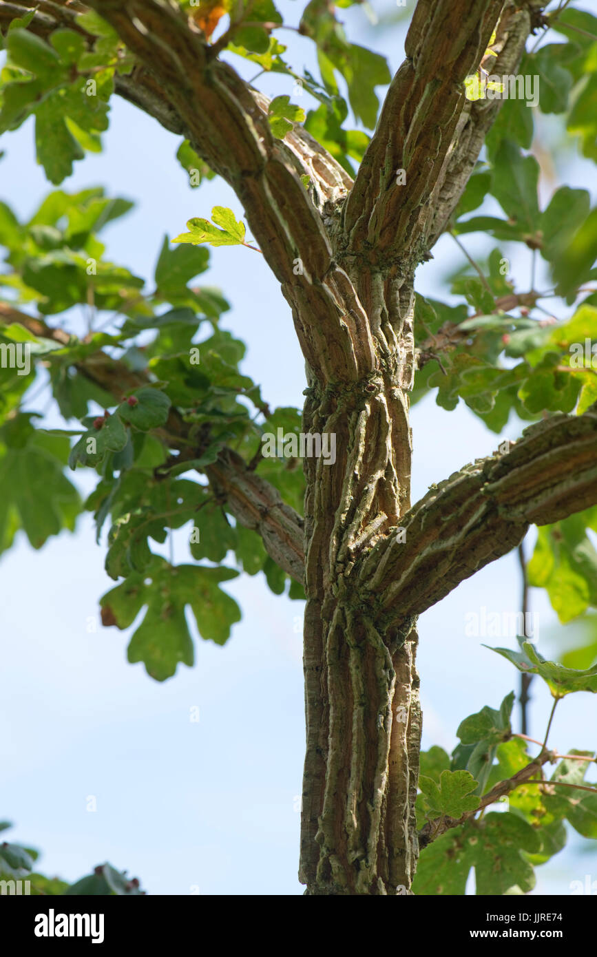 L'écorce des patrons sur un jeune arbre d'érable sur le terrain, Acer campestre. Cause n'est pas connue mais pourrait être un virus similaire à wingbark dans l'orme, Berkshire, juillet. Banque D'Images