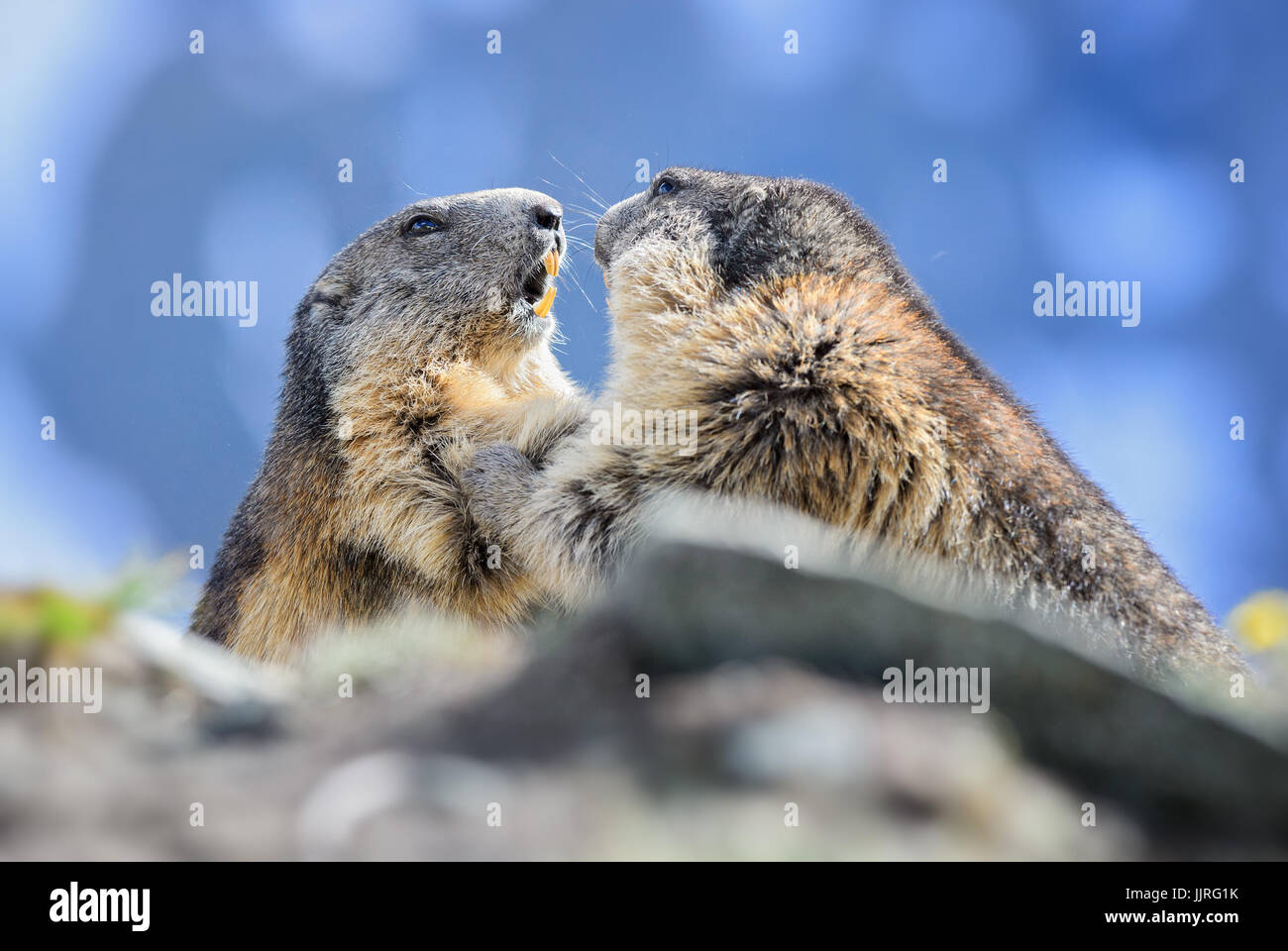Marmotte alpine - Marmota marmota, Alpes, la plus haute montagne d'Europe. L'Autriche. Banque D'Images