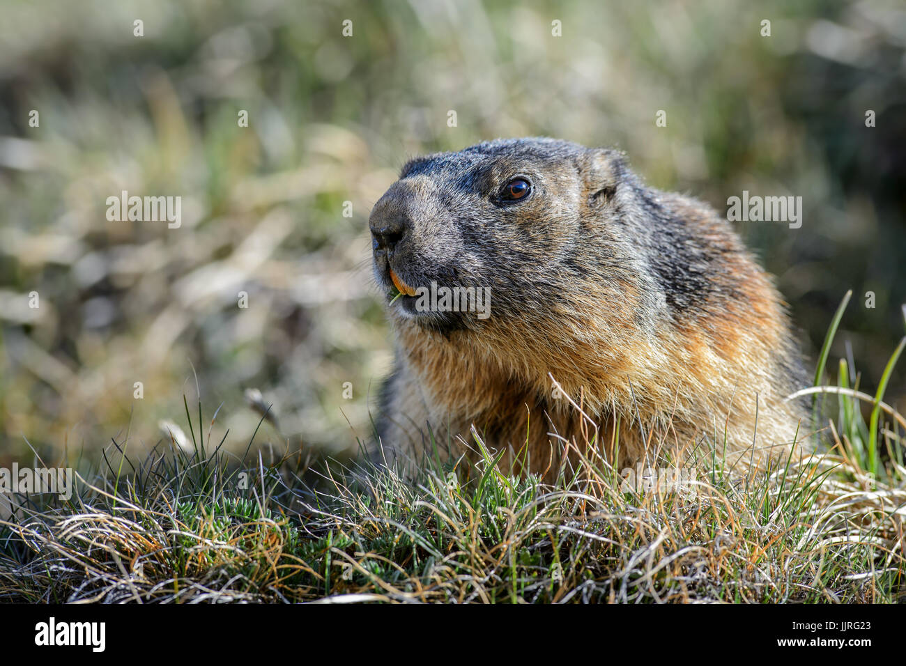 Marmotte alpine - Marmota marmota, Alpes, la plus haute montagne d'Europe. L'Autriche. Banque D'Images