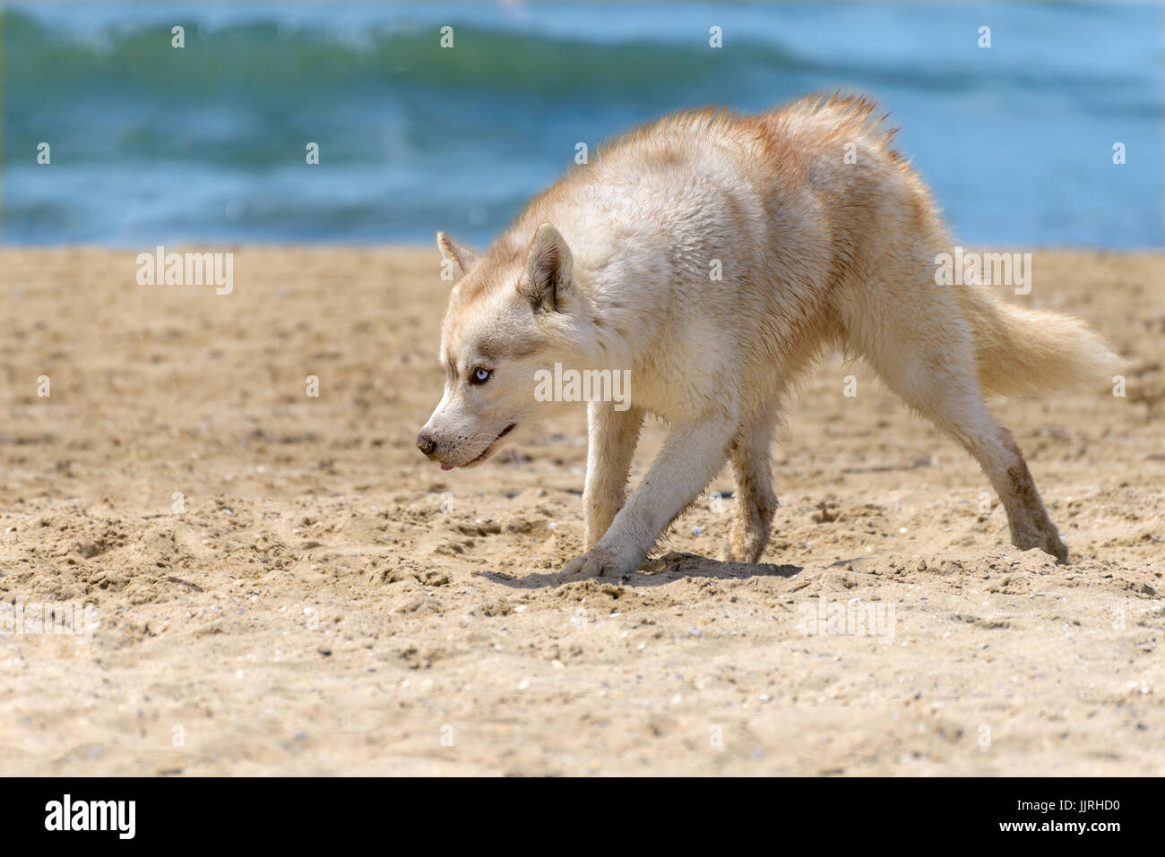 La race de chien Husky s'étend le long de la plage de sable Banque D'Images
