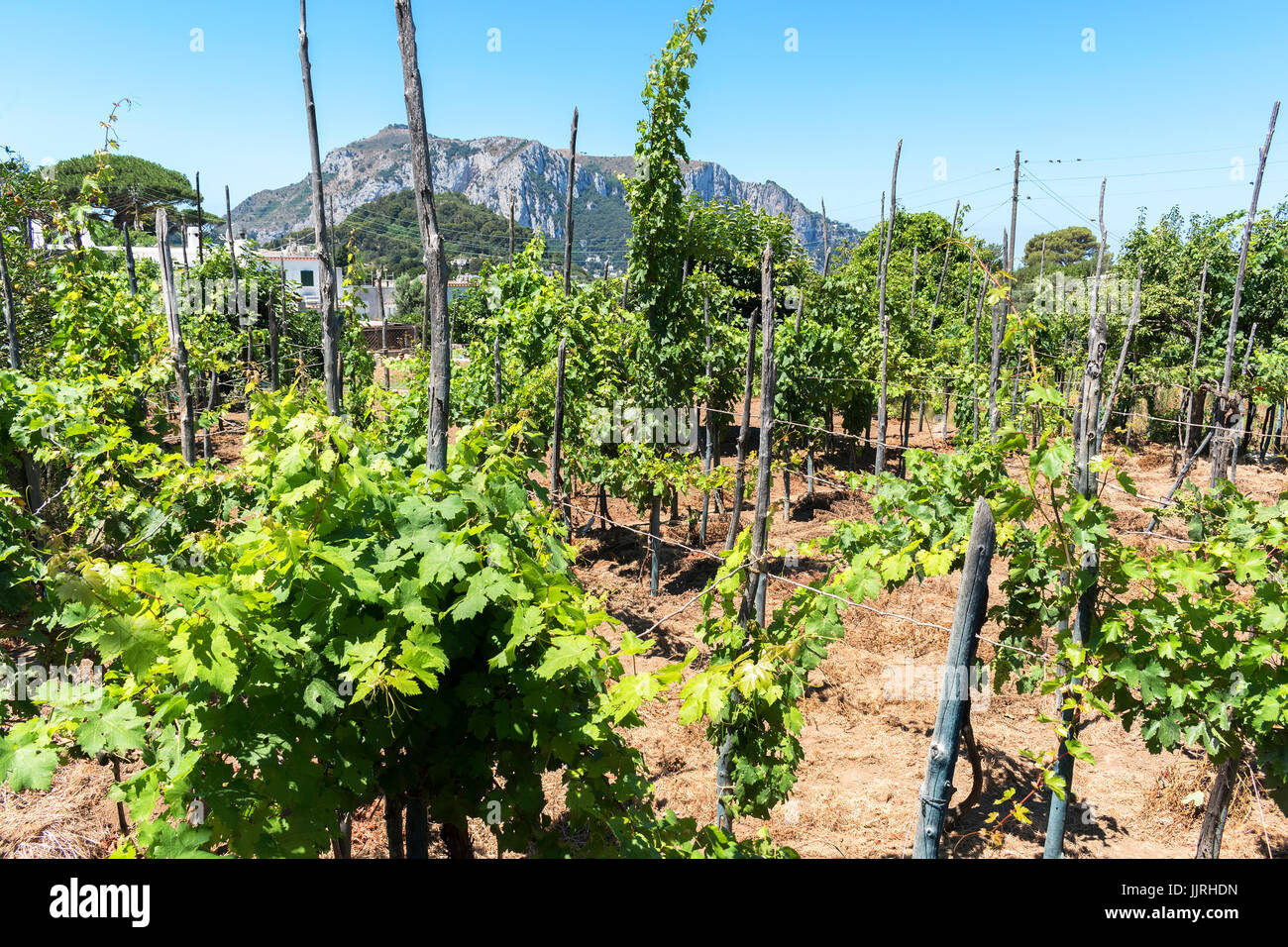 Un vignoble sur l'île de Capri, italie Banque D'Images