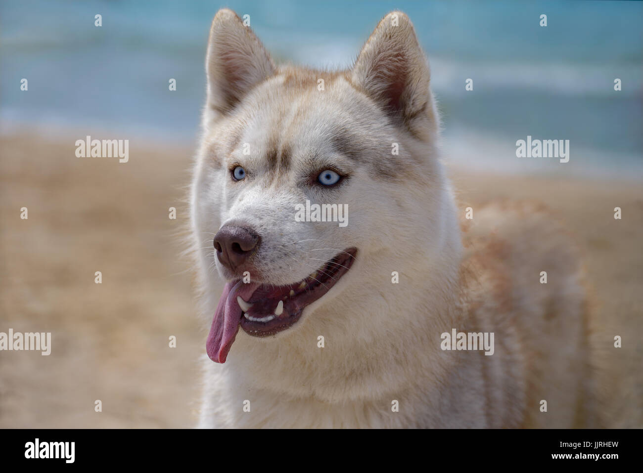 Un chien de la race Husky se dresse sur le bord de la mer Banque D'Images