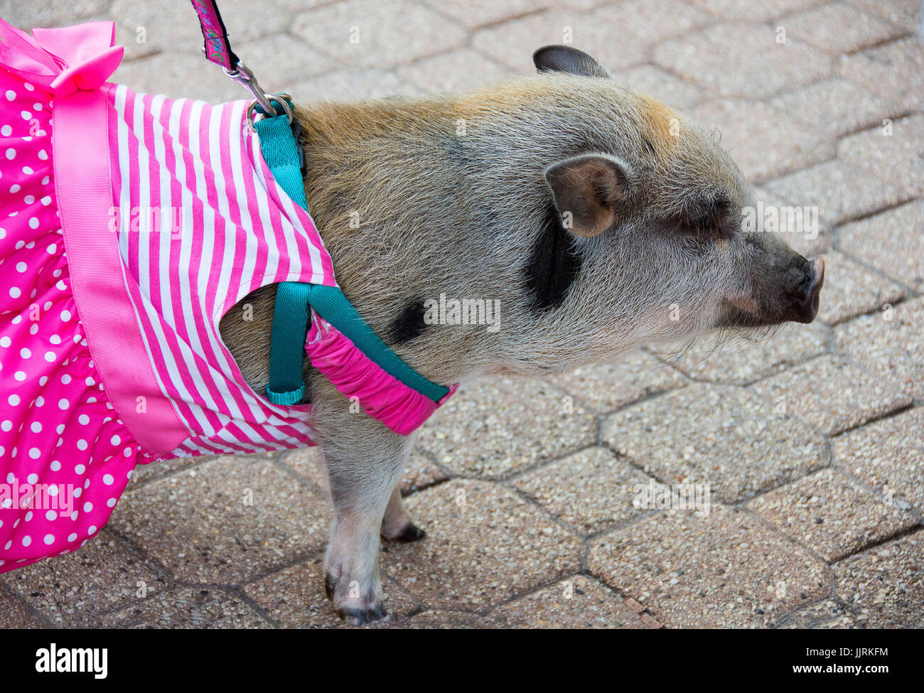 Cochon animal en laisse et le port d'un faisceau robe rayée rose Banque D'Images