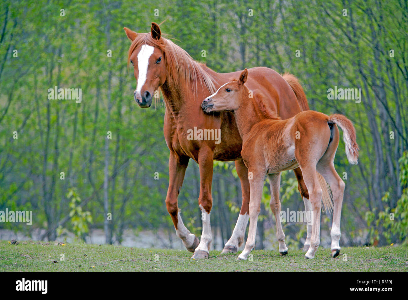 Chestnut Arabian Mare et poulain ensemble dans le pré Banque D'Images